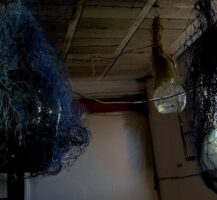 pruebas  bosch u0026 simons